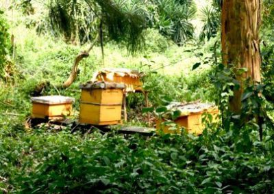 Soutien aux apiculteurs